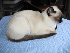 more kittens